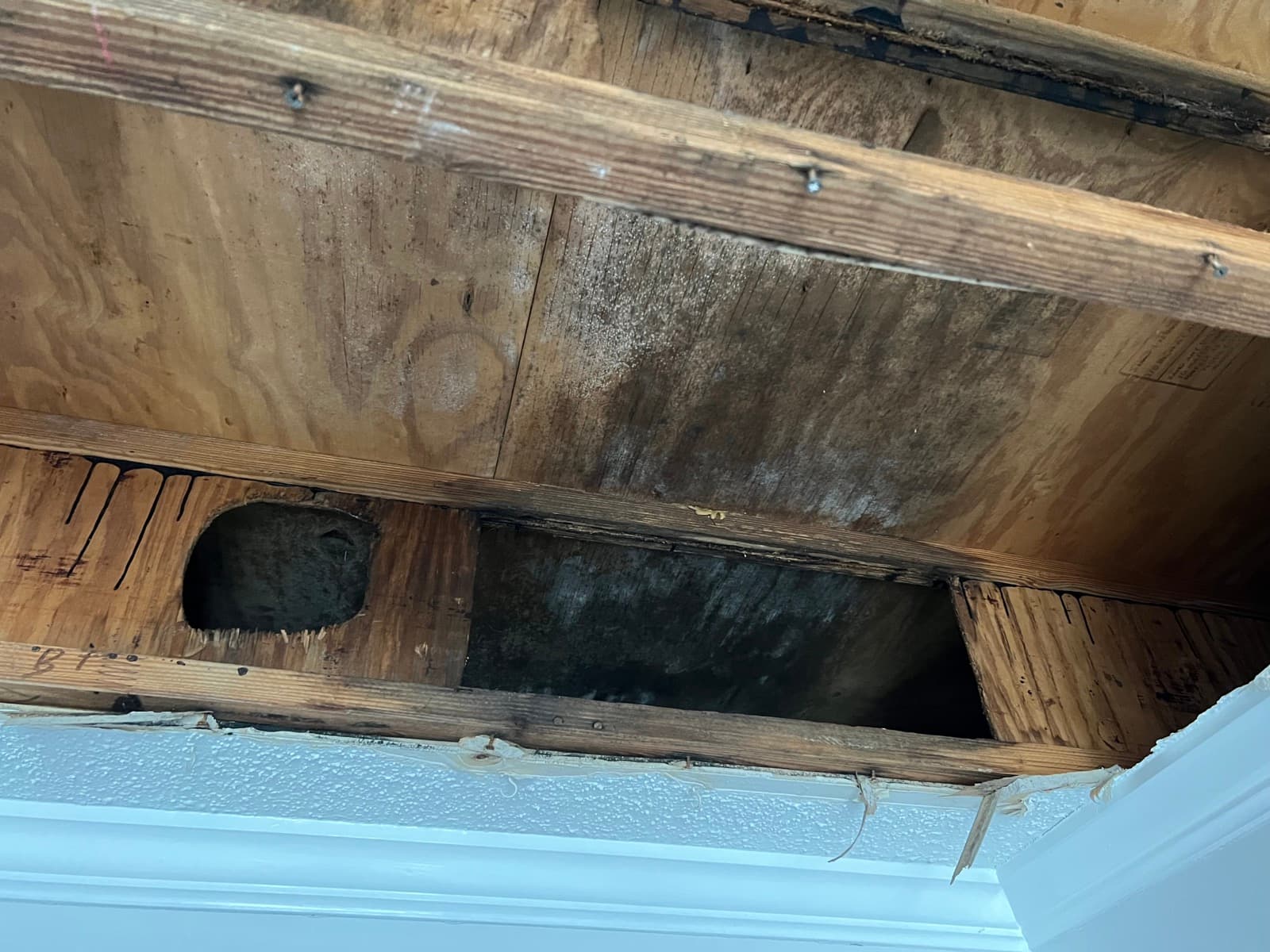Water Damage & Mold Restoration